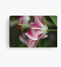 Stargazer from the side Canvas Print