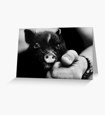 Cute little piglet Greeting Card