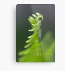 Fern Fandango Metal Print