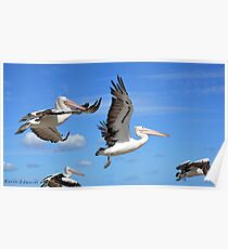 Pelicans Flying Poster