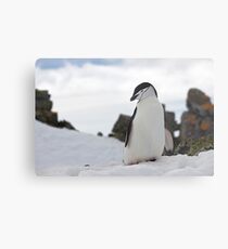 Cute Penguin Metal Print