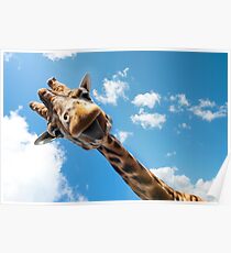 Hello Giraffe! Poster