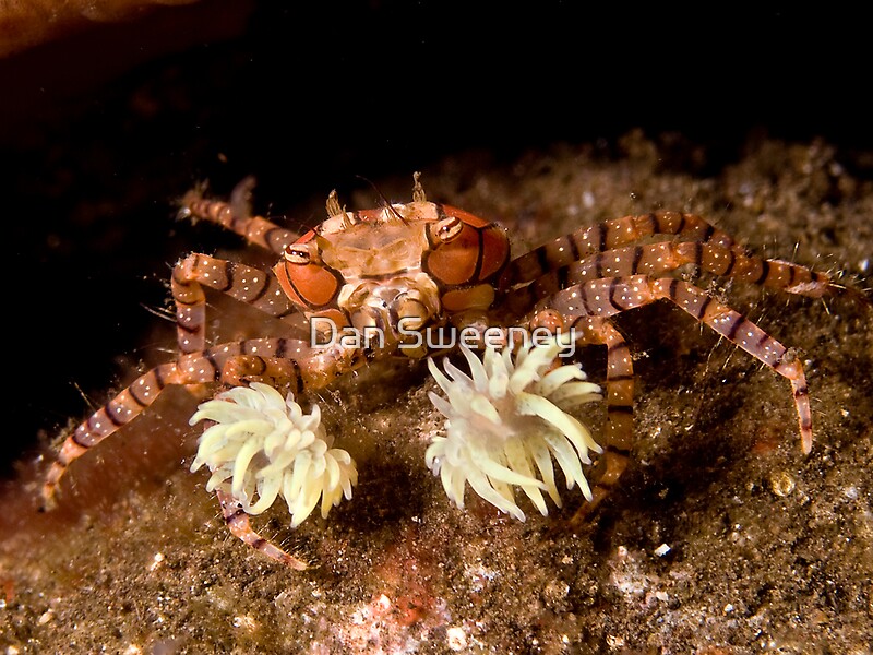 "Boxer Crab" by Dan Sweeney | Redbubble