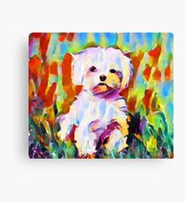 Maltese Canvas Print