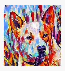 Blue Heeler Photographic Print