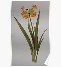 Wild Jonquil Poster
