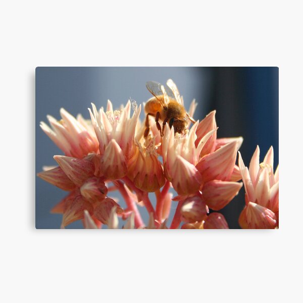 Succulent Kiss Canvas Print