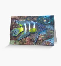 Eastern Blue Devilfish Greeting Card