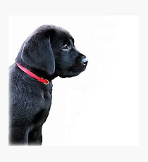 Black Labrador Puppy Photographic Print