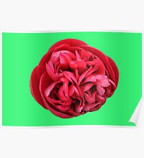 Peony #3 Poster