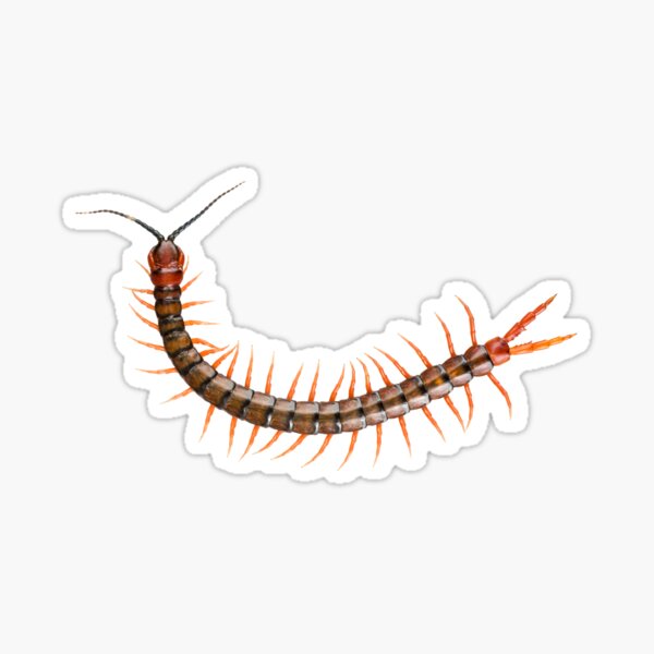 Giant Centipede Creepy Crawly Sticker