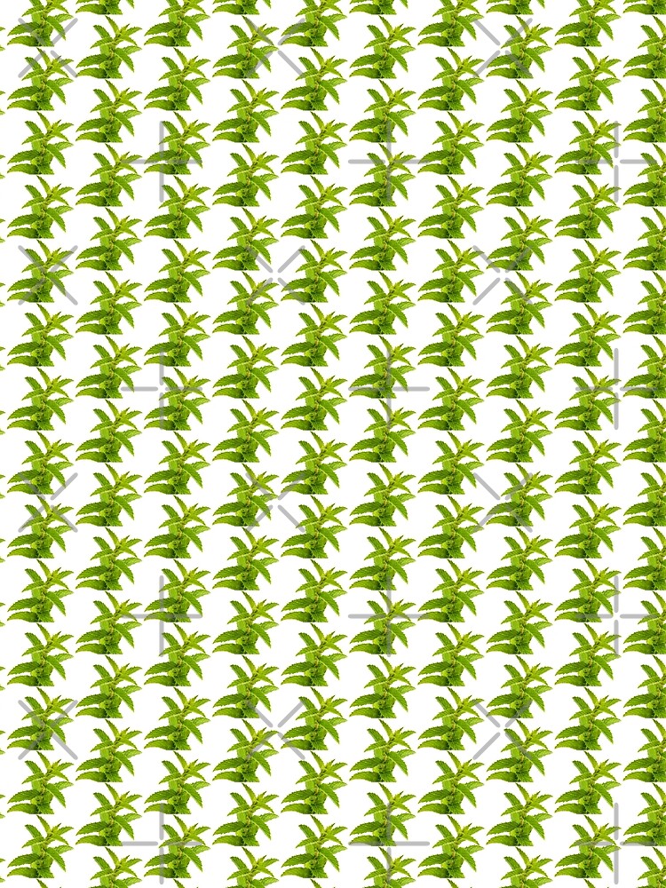 Fresh Mint Leaves Detail by THPStock