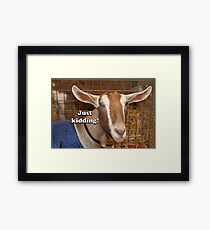 Just kidding!: happy smiling goat Framed Print