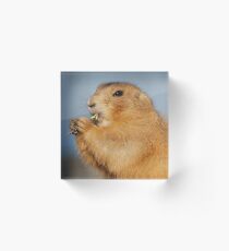 NIBBLING Acrylic Block
