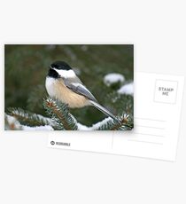 Black-Capped Chickadee Postcards