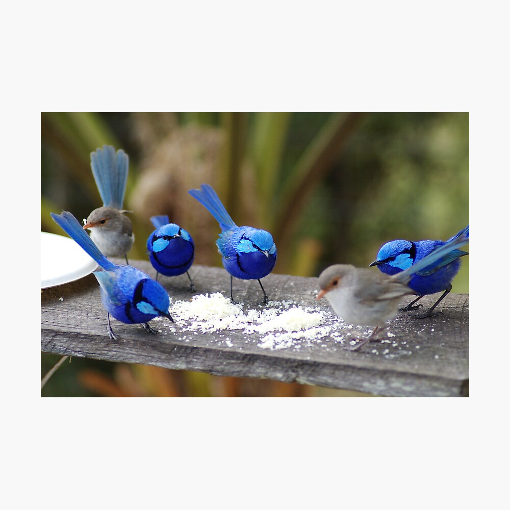 Bluey,s restaurant. Photographic Print