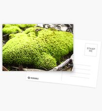 Moss of Tammin 3 Postcards