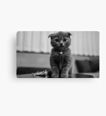 Kitten Canvas Print