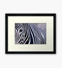 Zebra Framed Print