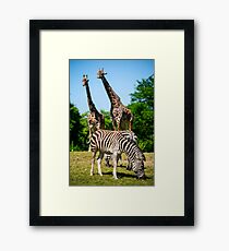 zebra and giraffe Framed Print