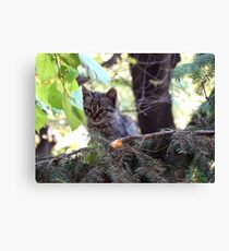 Kitten Canvas Print