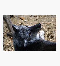 Timberwolf Photographic Print