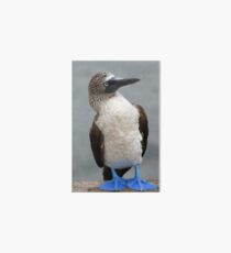 Blue Footed Booby Art Board