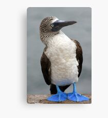 Blue Footed Booby Canvas Print