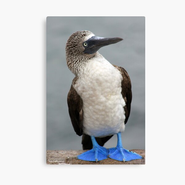 Blue Footed Booby Canvas Print