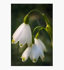 Demure snowdrops Photographic Print
