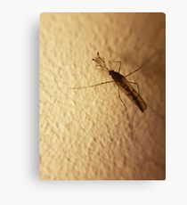Just hanging around Canvas Print