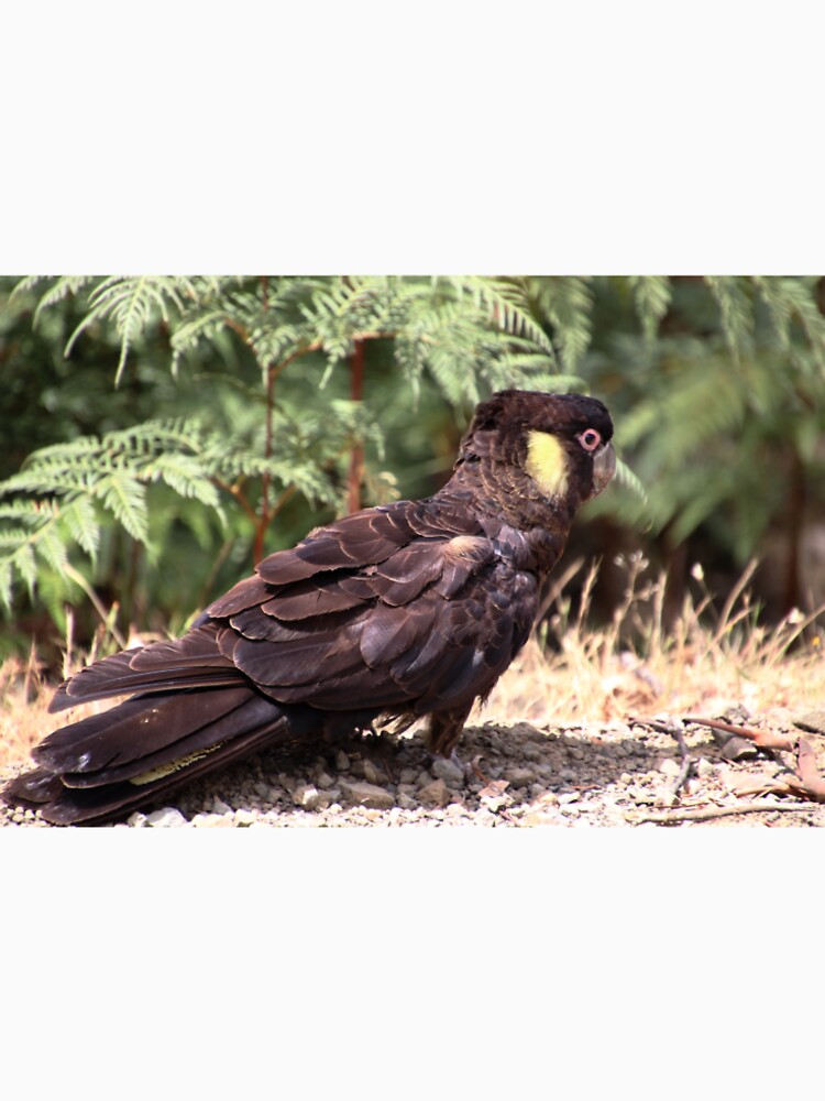 black cockatoo by gaylene