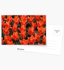 keukenhof gardens, the netherlands Postcards