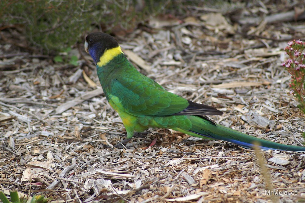 "Native Birds of Western Australia" by MrMelacca | Redbubble