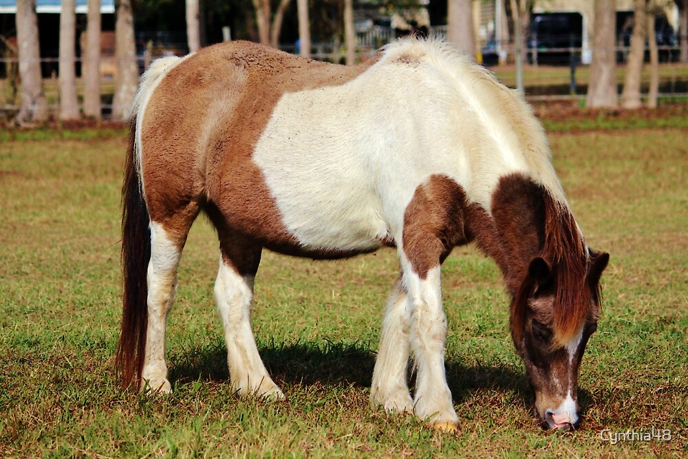 American Paint Horse By Cynthia48 Redbubble   Flat,1000x1000,075,f 