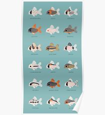 Corydoras! Poster