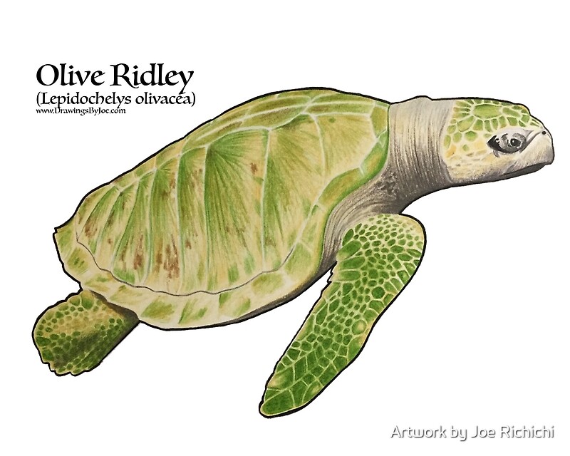 "Olive Ridley Sea Turtle" by Joe Richichi Redbubble