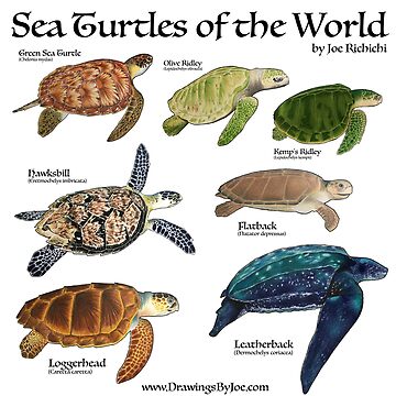 Artwork thumbnail, Sea Turtles of the World by Artworkbyjoe