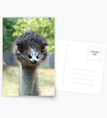 Big Bird Postcards