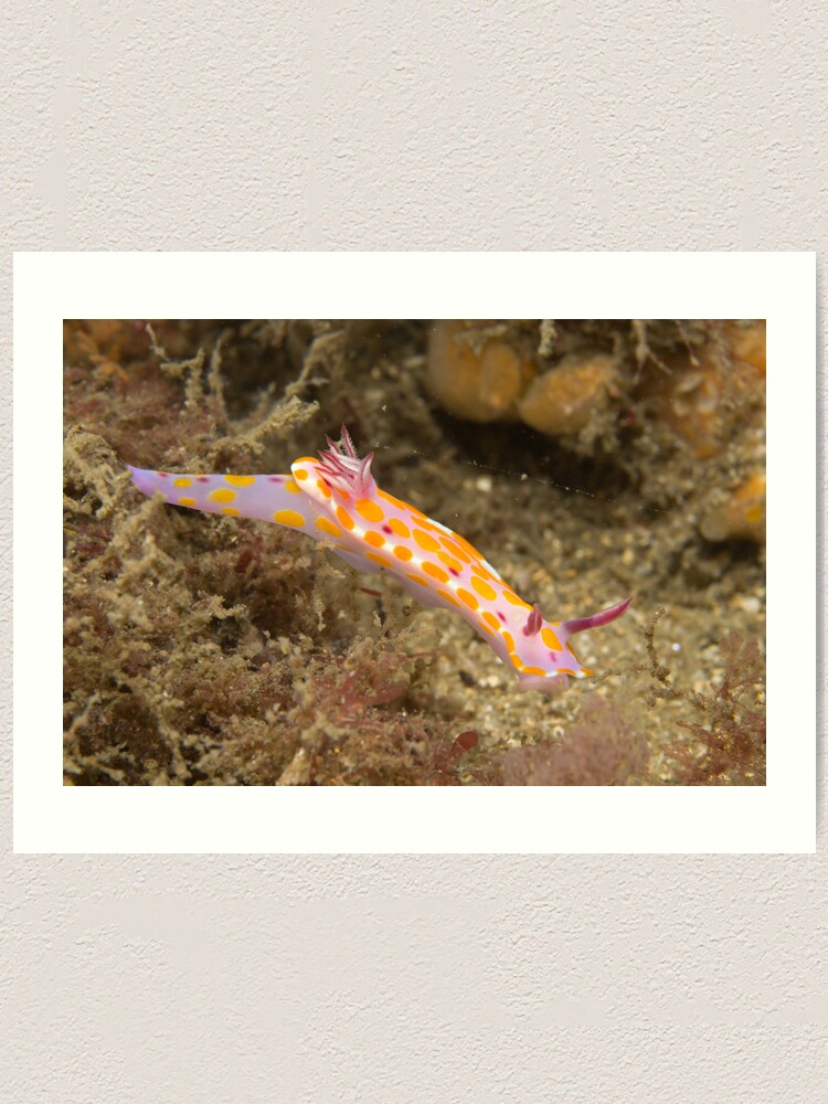 Alternate view of Nudibranch - Ceratosoma amoena Art Print