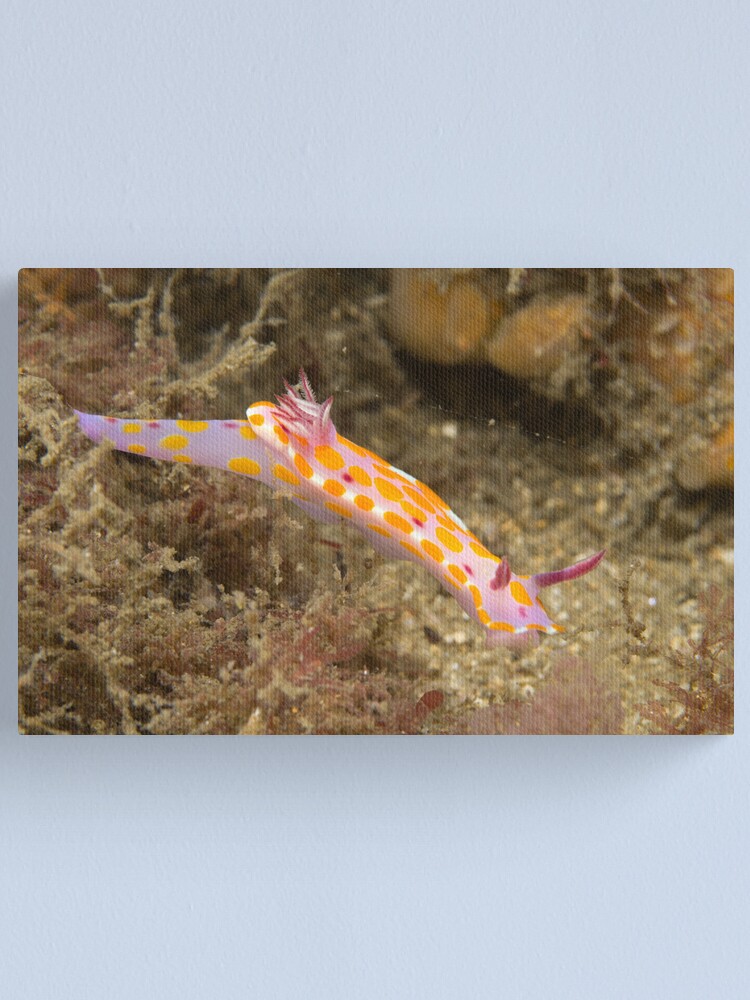 Alternate view of Nudibranch - Ceratosoma amoena Canvas Print