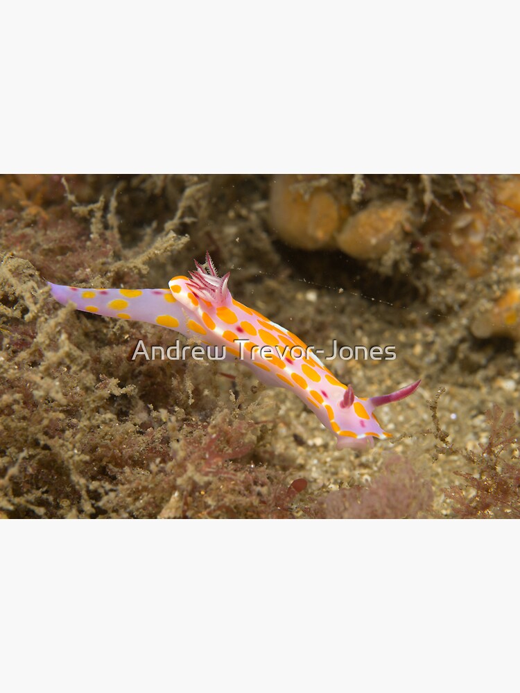 Nudibranch - Ceratosoma amoena by andrewtj