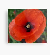 Rememberance Poppy Metal Print
