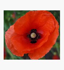 Rememberance Poppy Photographic Print