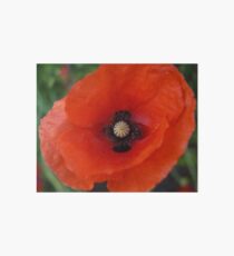 Rememberance Poppy Art Board