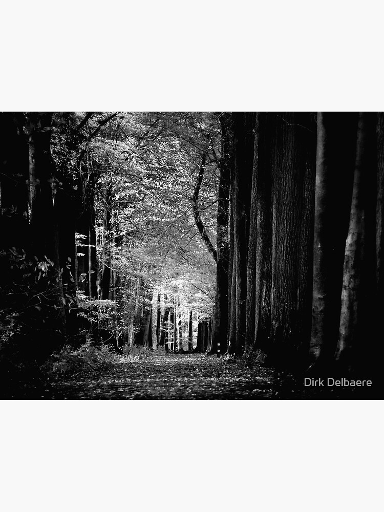 Light in woods b&w by Delbaere