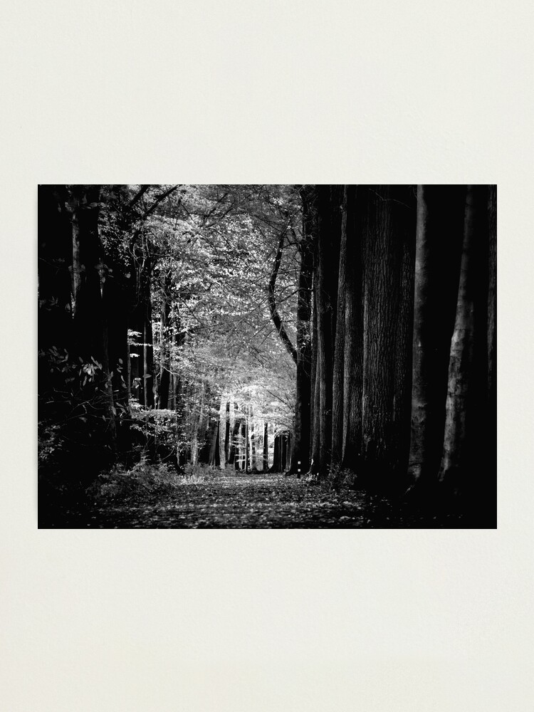 Alternate view of Light in woods b&w Photographic Print