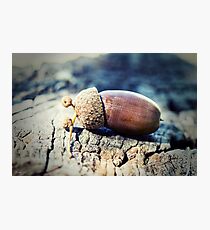Great oaks from little acorns grow Photographic Print