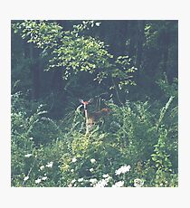 wildlife Photographic Print