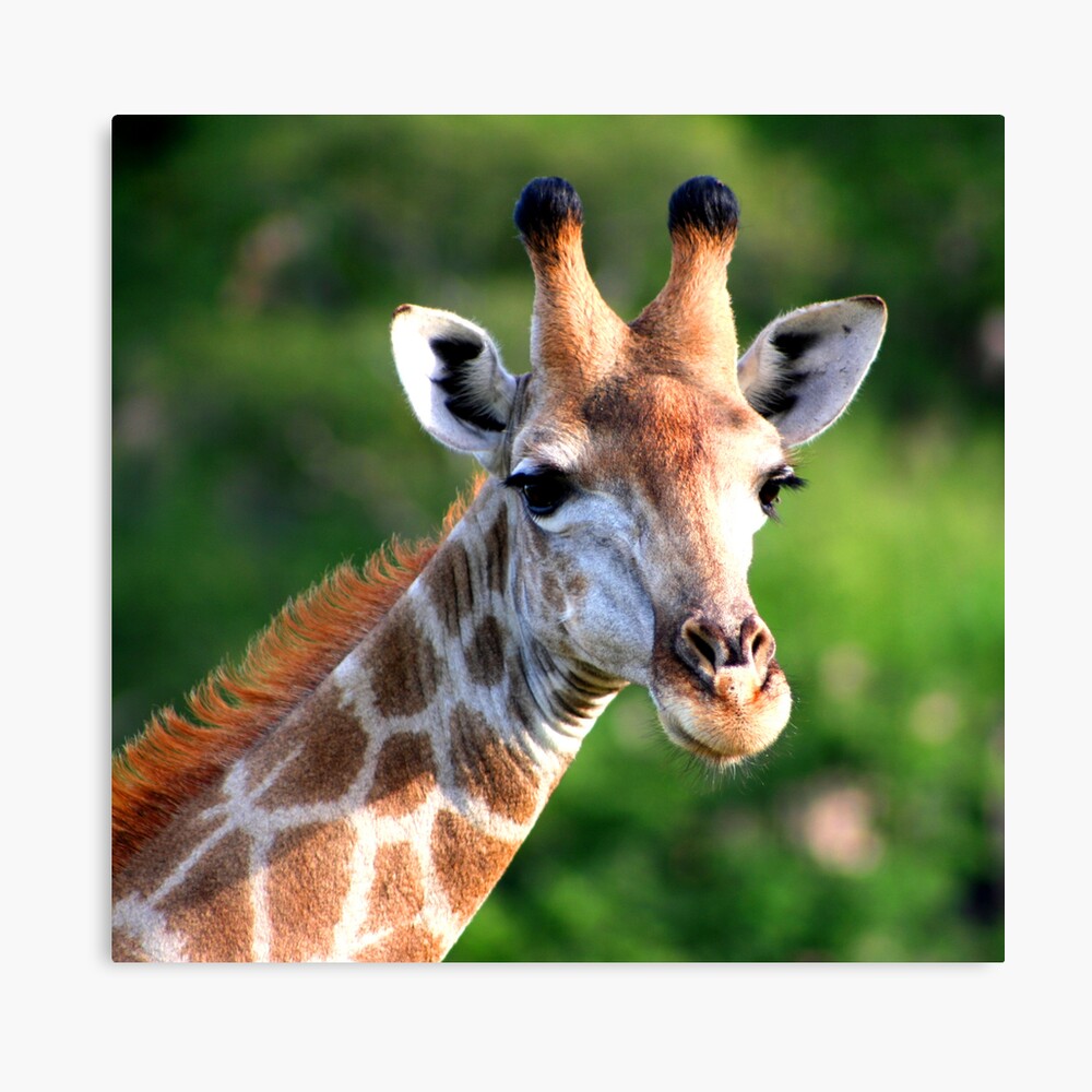 Giraffe Canvas Print